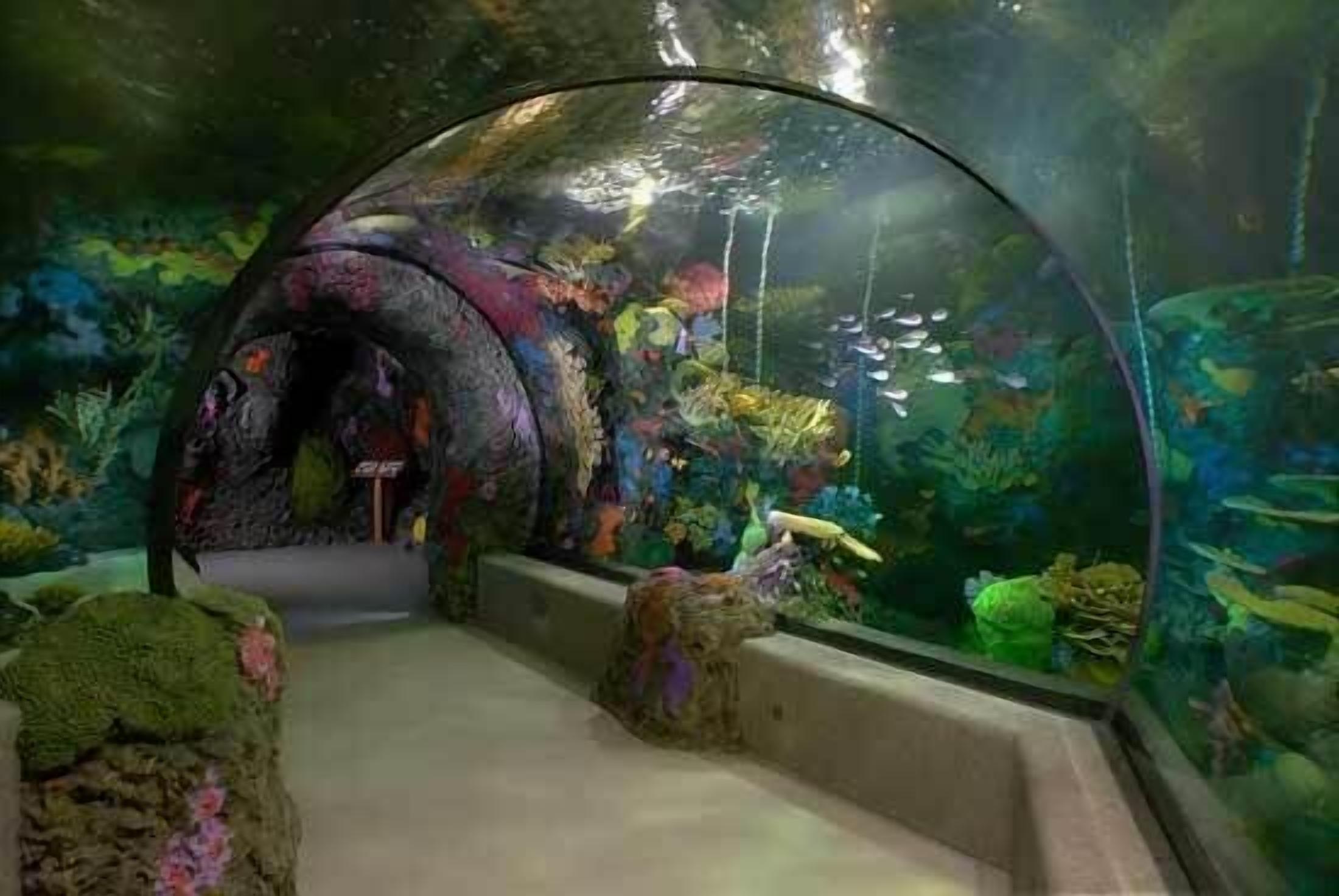 Ein Aquarium mit einem tunnelartigen Rundgangsbereich, umgeben von verschiedenen Meereslebewesen und Korallenformationen.