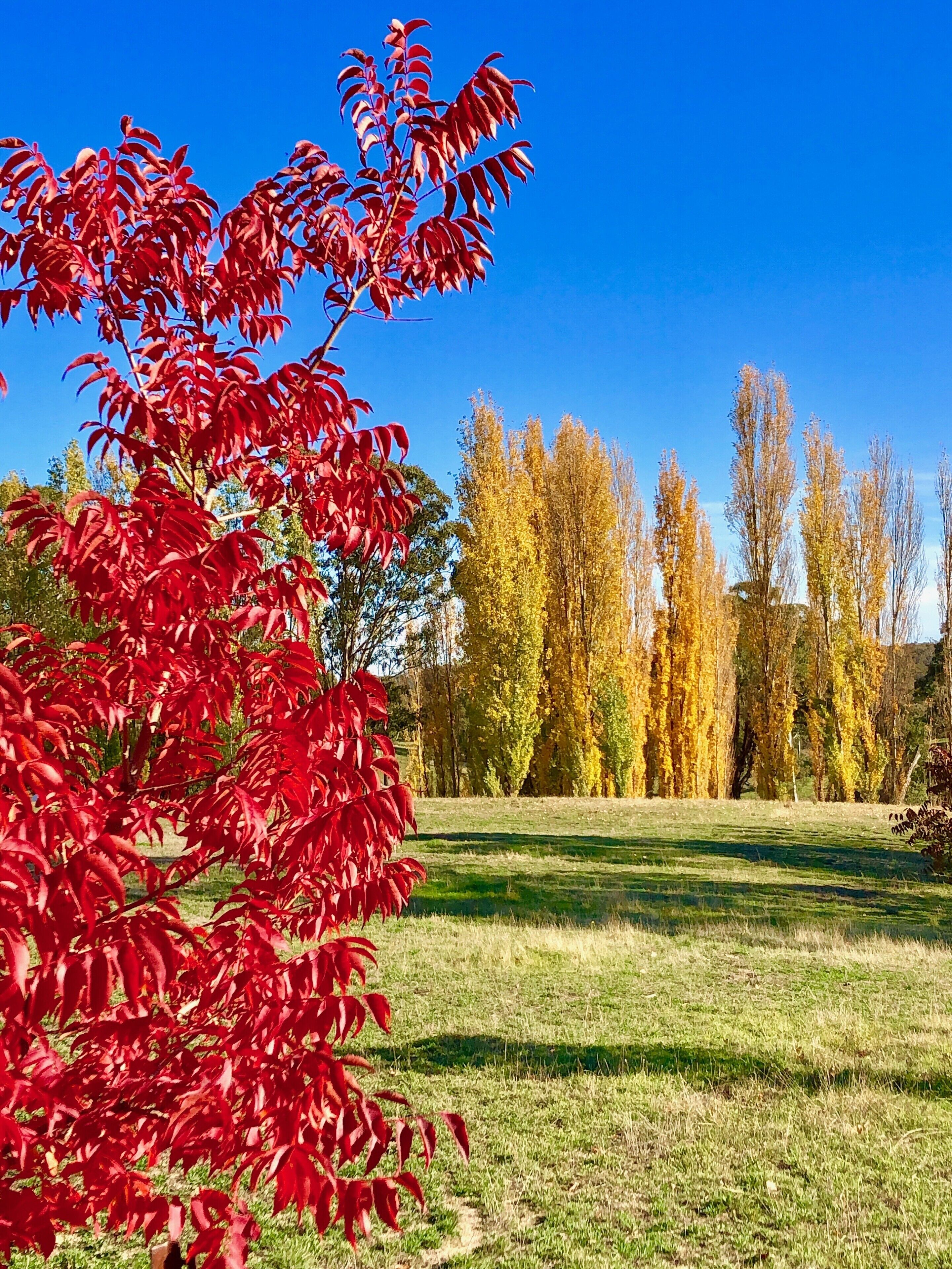 Un parque con un árbol de hojas rojas destacado al frente y una hilera de árboles con hojas amarillas al fondo.
