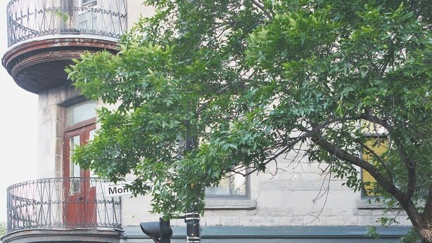 An outdoor seating area with wooden benches and a tree. - MTLVR #08 | 10 min to downtown, terrace, A/C (Montreal)