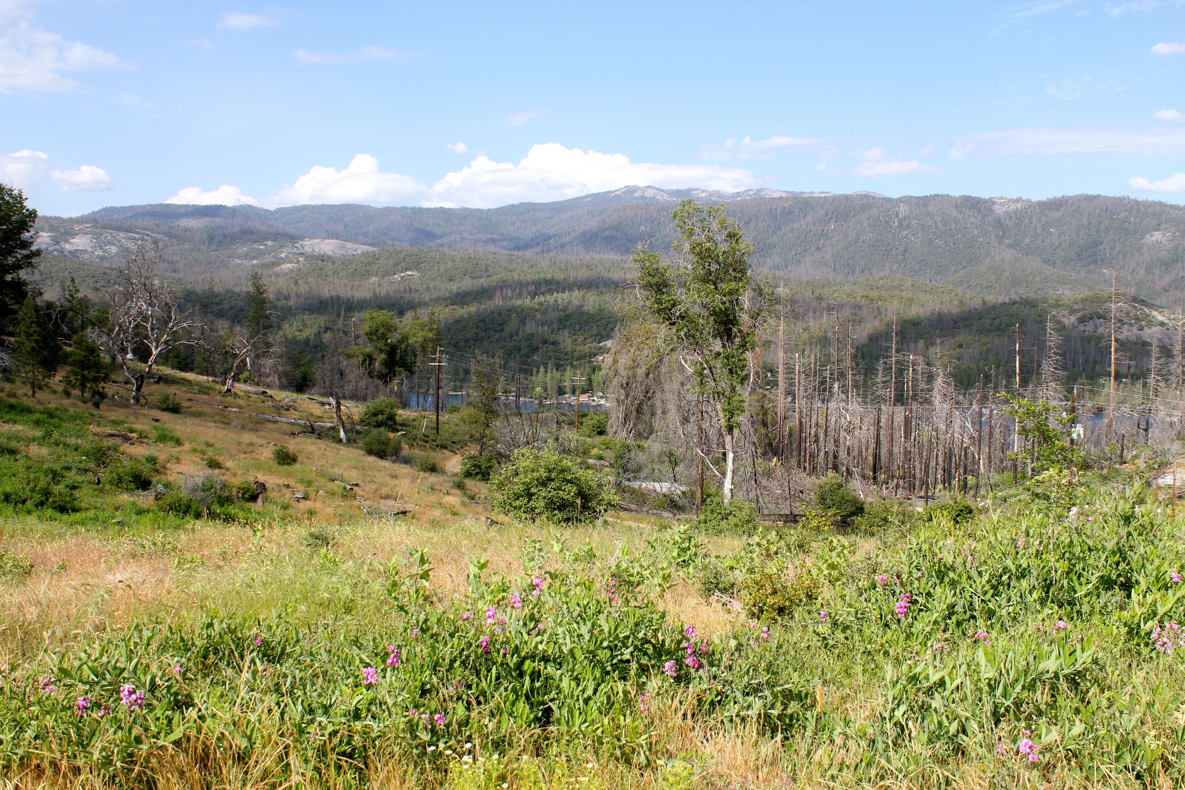 Eine gebirgige Landschaft mit blauem Himmel, einem grasbewachsen Vordergrund mit Wildblumen und einem bewaldeten Hintergrund.