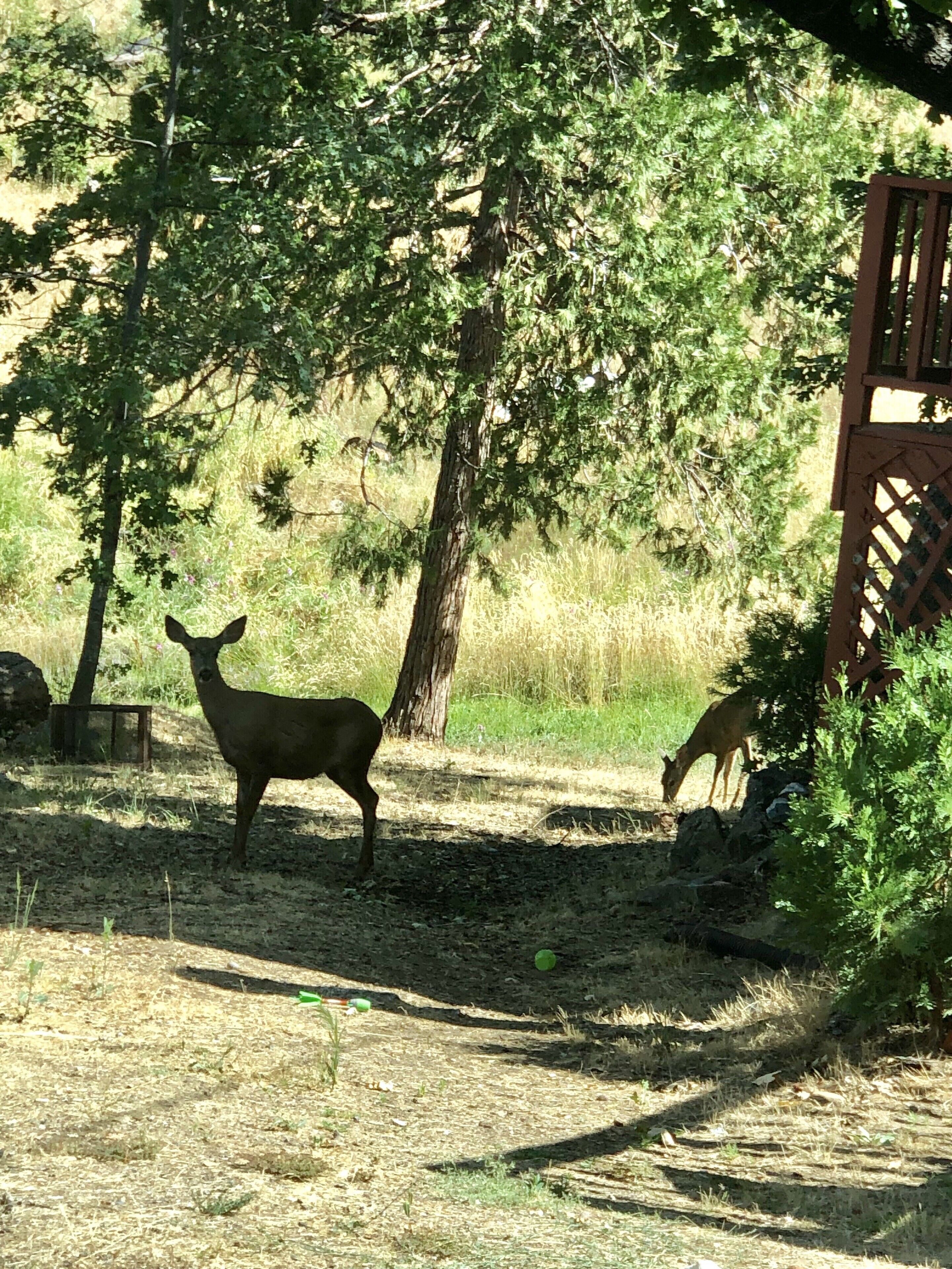 Un cerf se tient dans un environnement naturel, avec des arbres et une structure en bois en arrière-plan.