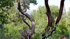 Un paisaje natural con un árbol retorcido destacado, vegetación densa y flores silvestres.