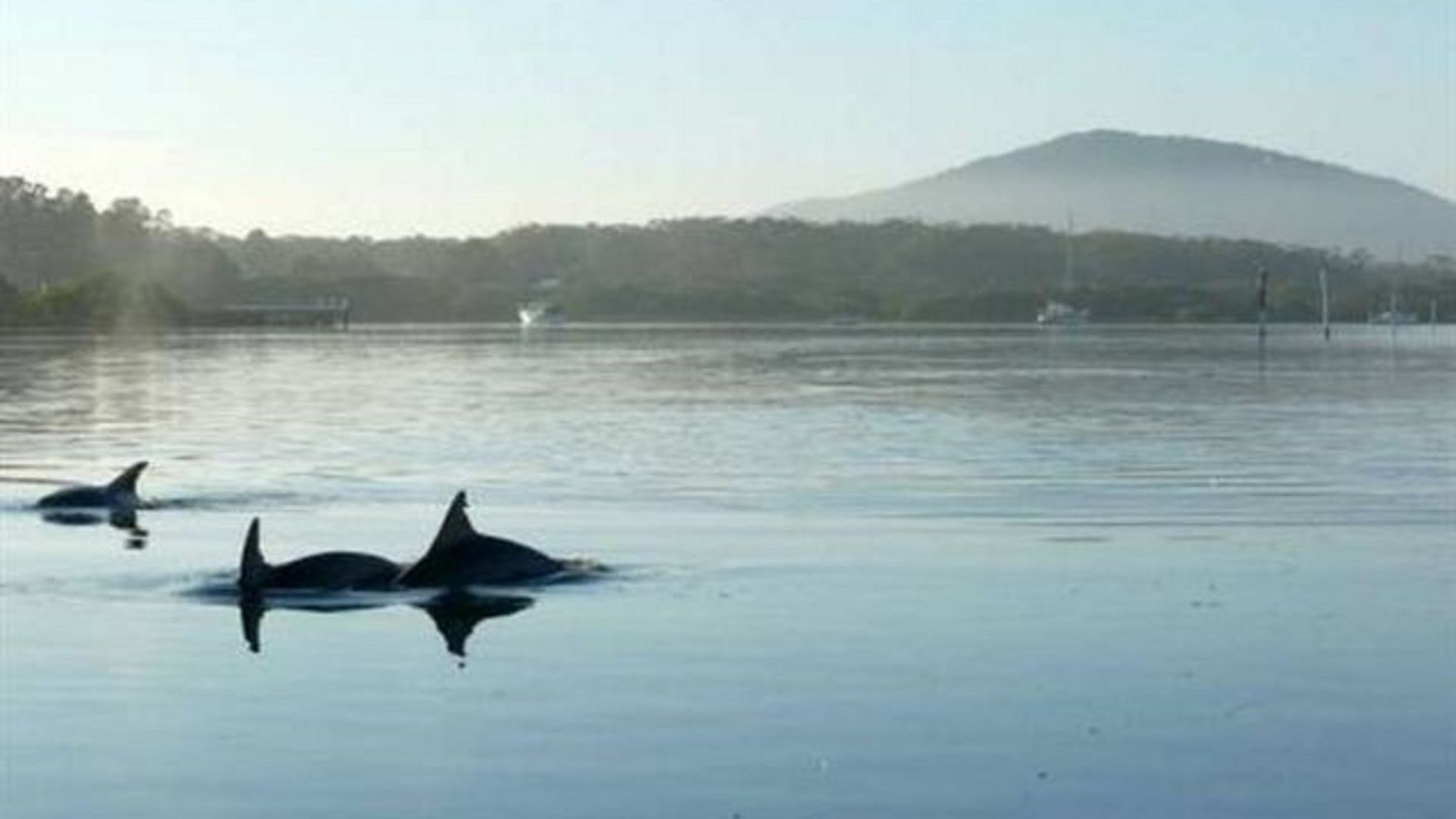A calm body of water with two orcas swimming.