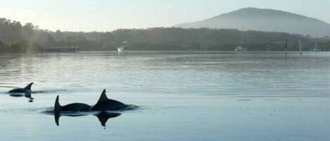 A calm body of water with two orcas swimming.