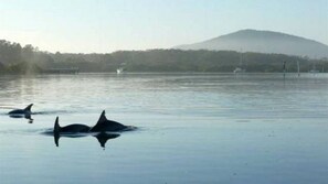 Plage à proximité, chaise longue, serviettes de plage