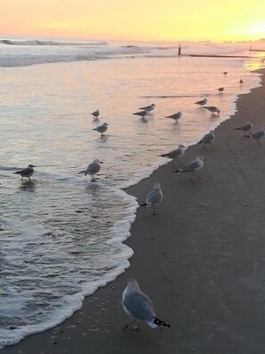 Beach nearby, sun loungers, beach towels