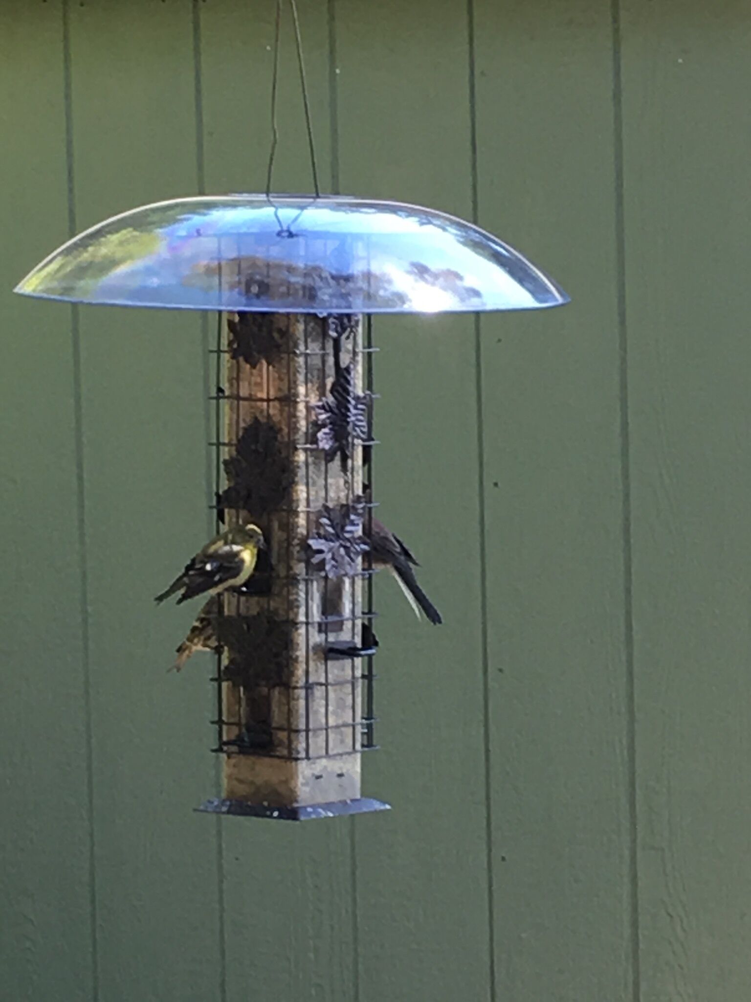 The Birdfeeder outside the kitchen window.