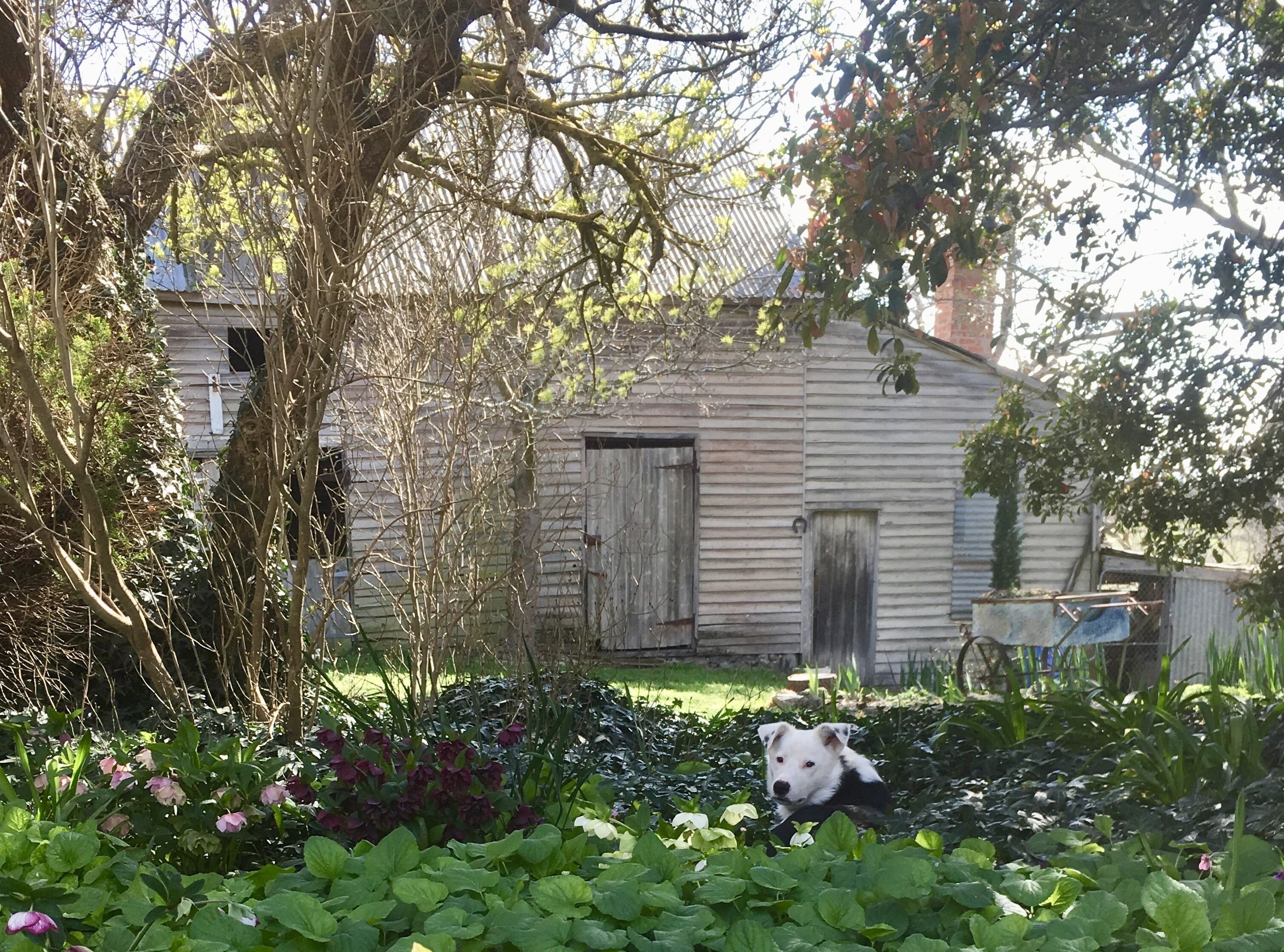 A cottage for couples! Come stay & meet our alpacas 🦙💗