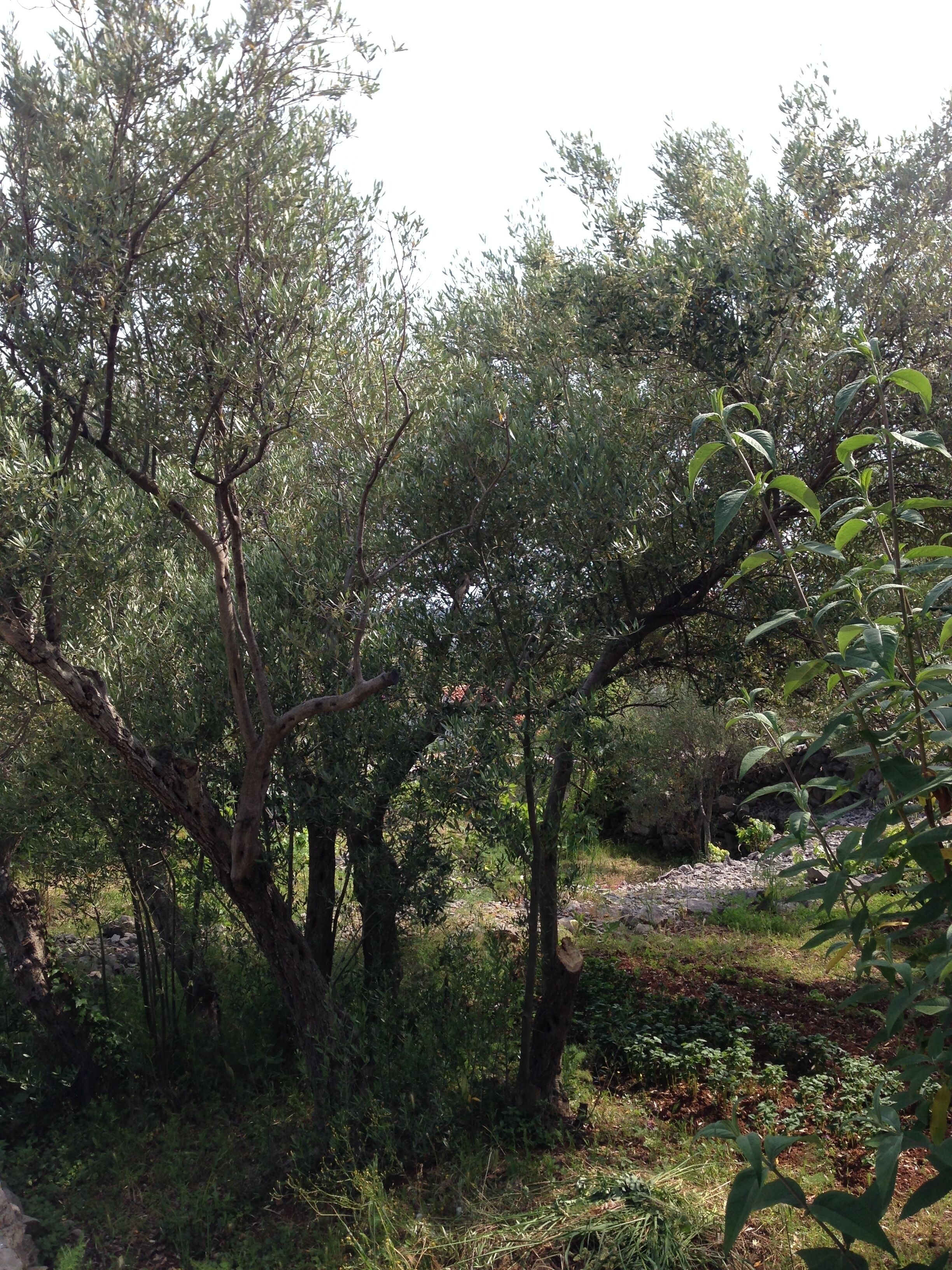 A natural outdoor setting with trees and a rocky ground.