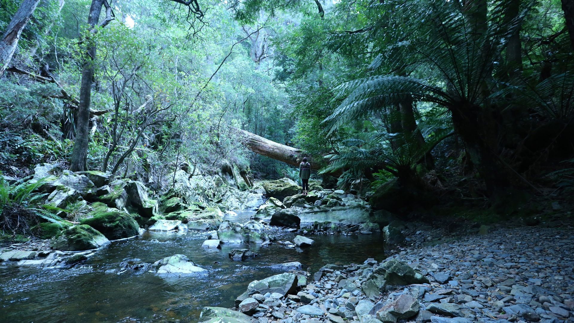 \"WOOLLY BUTT\" BUNGALOW — image 8