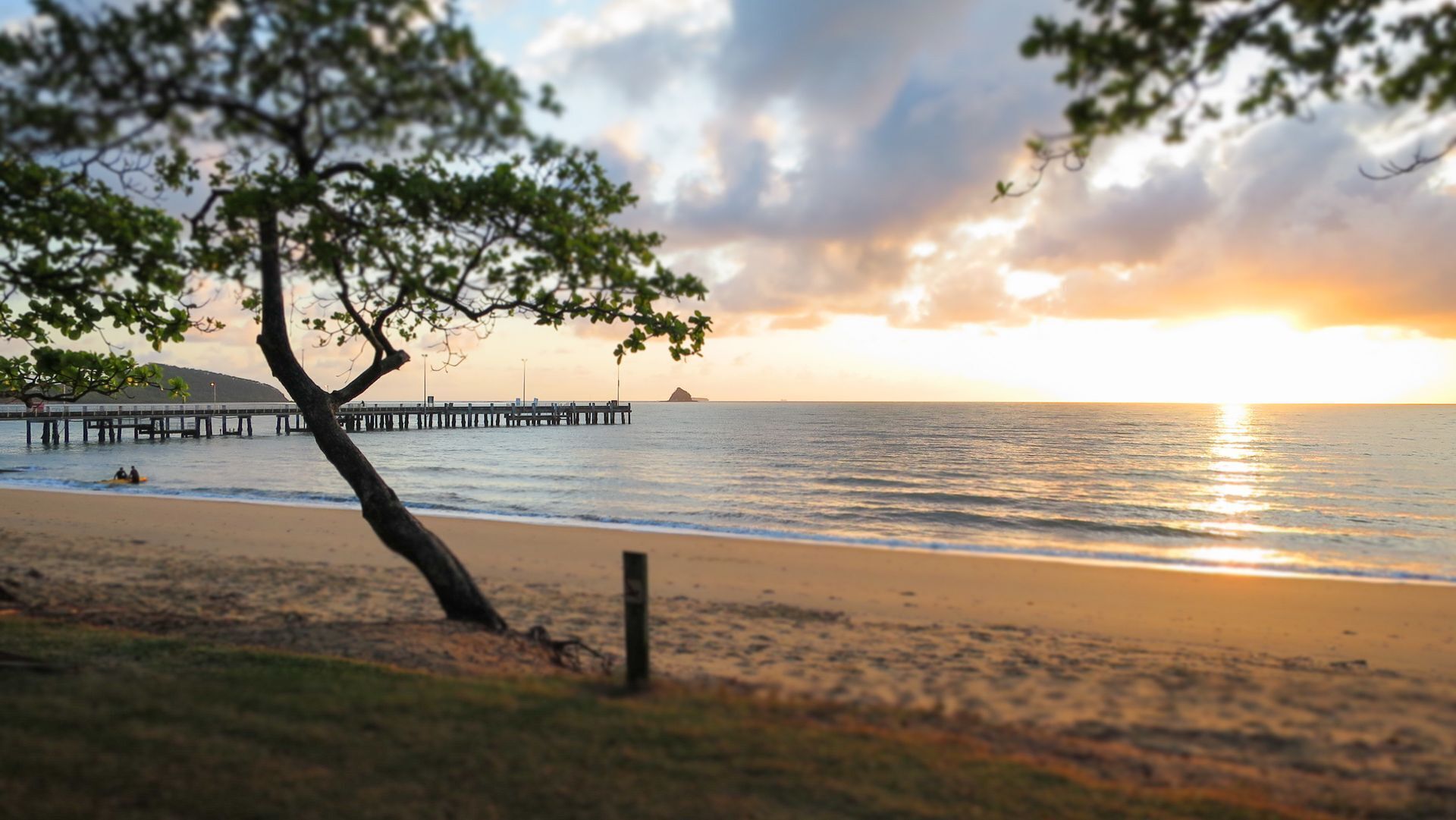 Red Cowrie Coral Coast @ Palm Cove — image 11