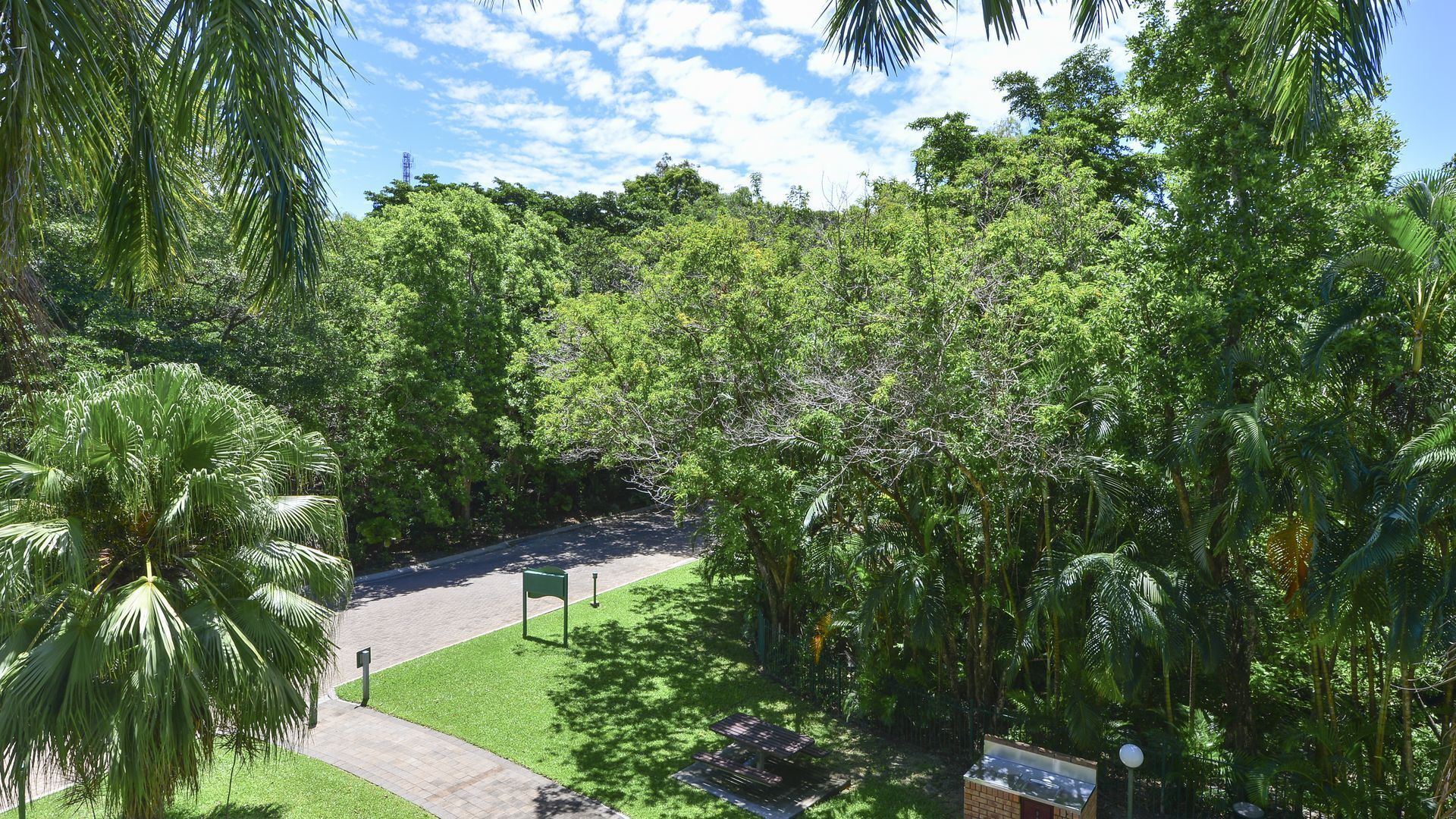 Red Cowrie Coral Coast @ Palm Cove — image 12