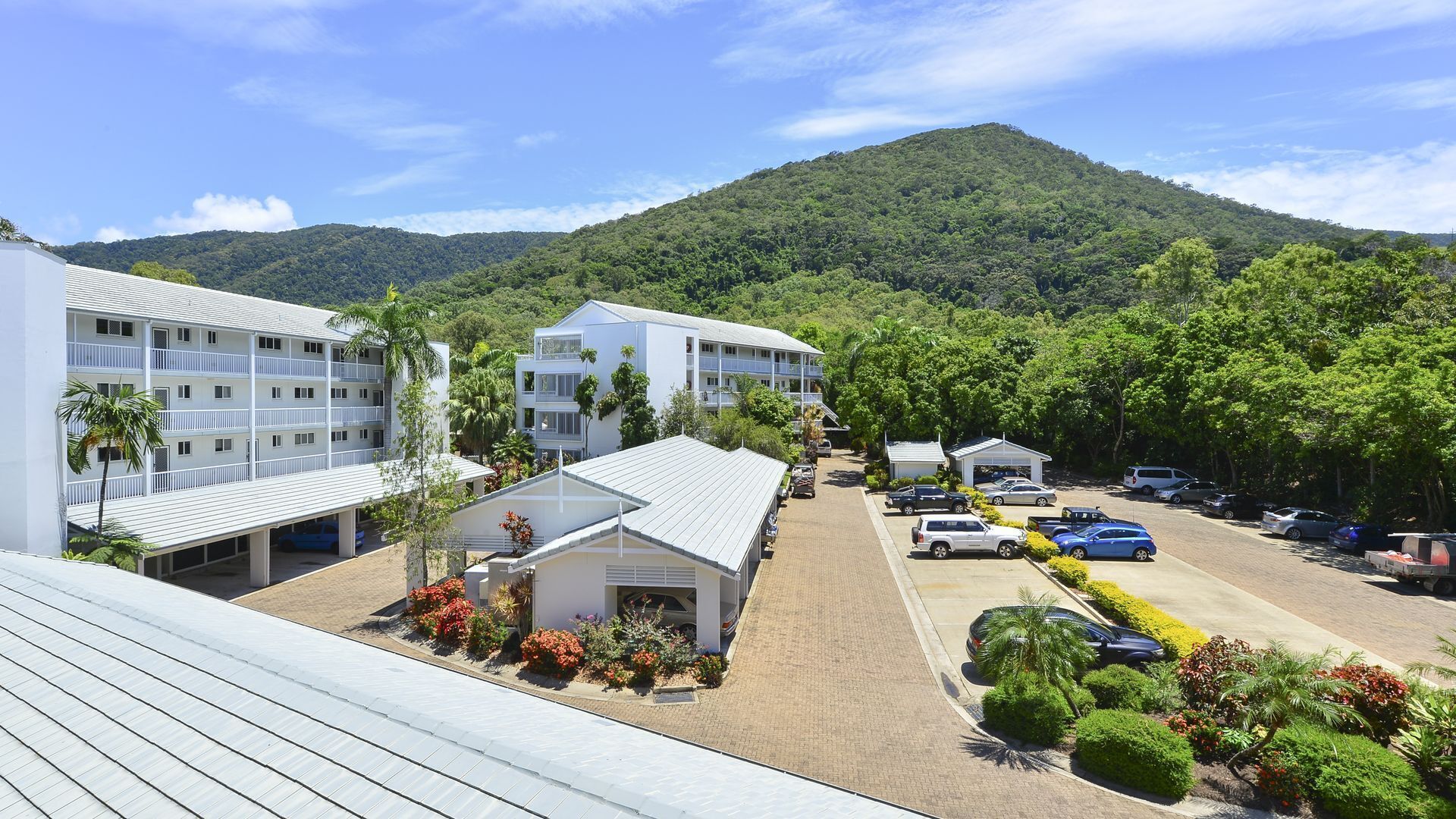 Red Cowrie Coral Coast @ Palm Cove — image 2