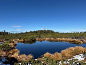 Paisaje natural con un lago rodeado de árboles y arbustos.