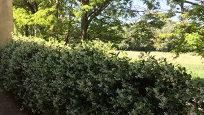 A well-maintained hedge with white flowers, a brick pathway, and a grassy field in the background.