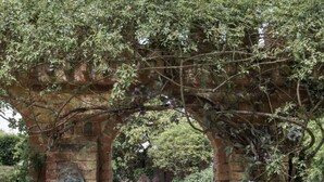 A brick archway with a metal gate, surrounded by lush greenery and flowering plants.