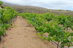 A vineyard with rows of grapevines and a dirt path.