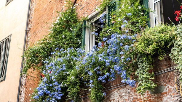 Ein Gebäude mit Ziegelverkleidung, grünen Fensterläden und einem Fenster mit blauen Blumen.