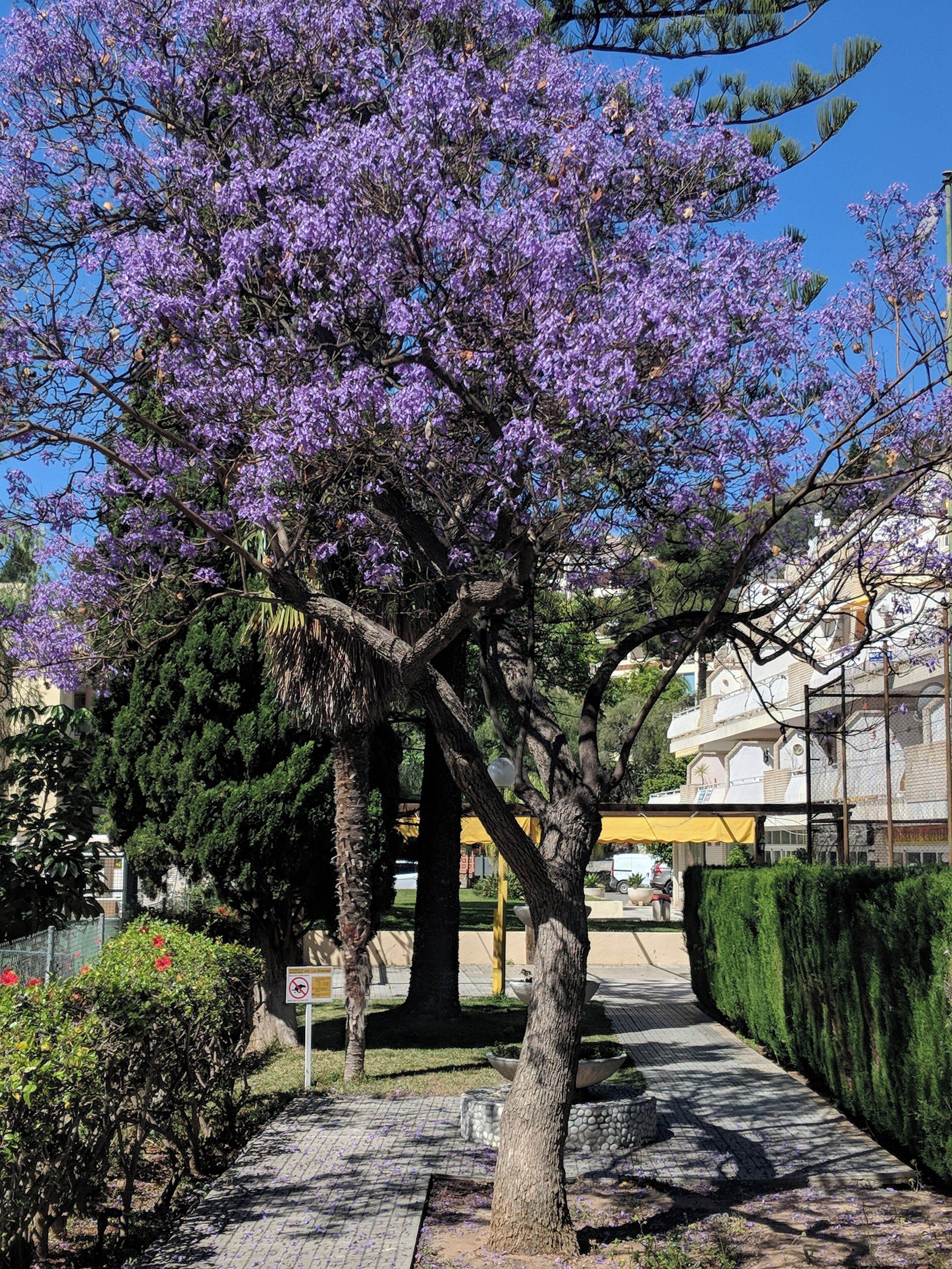 A tree-lined pathway with a clear sky, a paved walkway, and a building in the background.