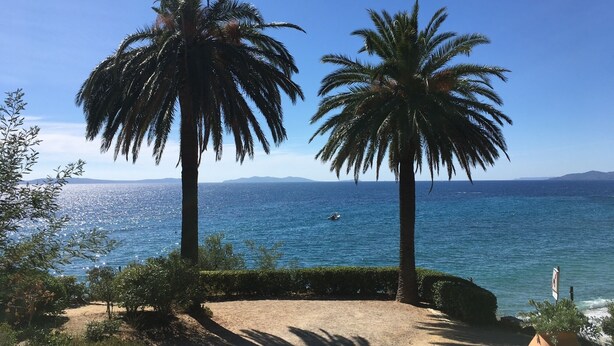 Una playa con palmeras y una vista despejada del mar.