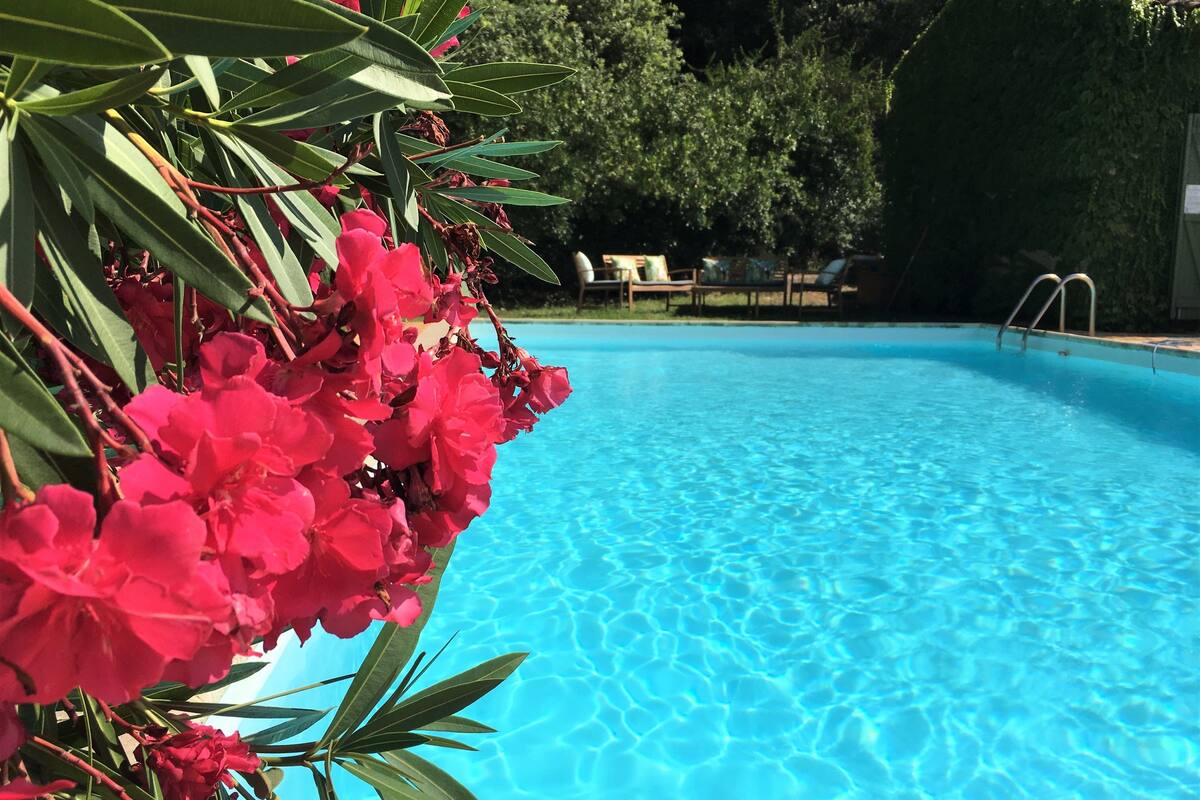 A clear blue pool surrounded by lush greenery and red flowers.
