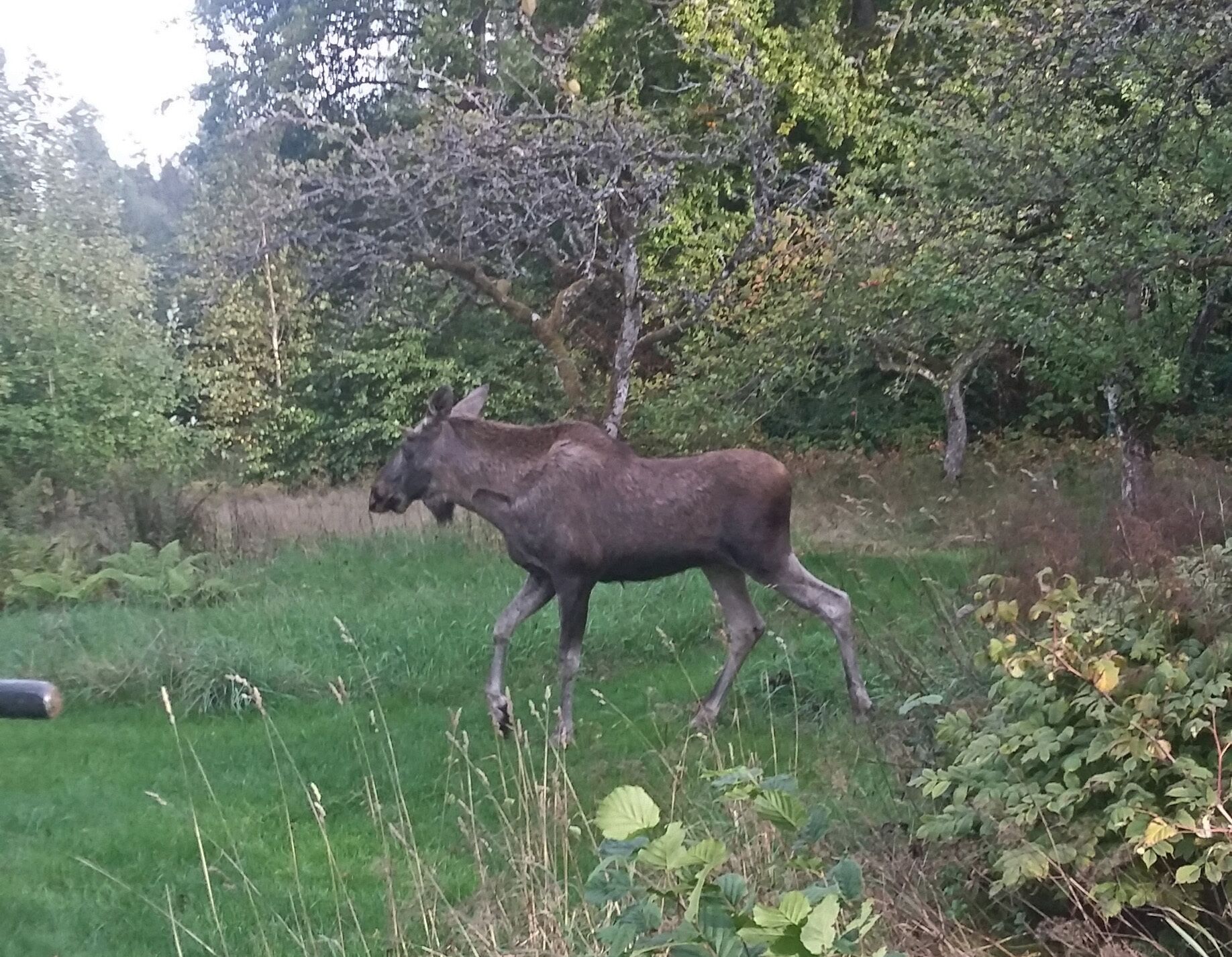 Un alce caminando por una zona cubierta de hierba con árboles al fondo.