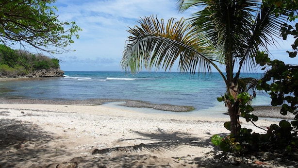 A beach with clear water, a sandy shore, and a palm tree. - Gosier Charming bungalow facing the sea (Le Gosier)