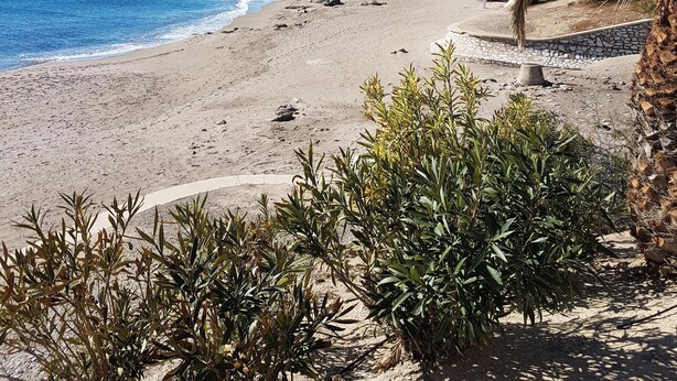 A beach with a clear blue sky, a sandy shore, and some greenery.