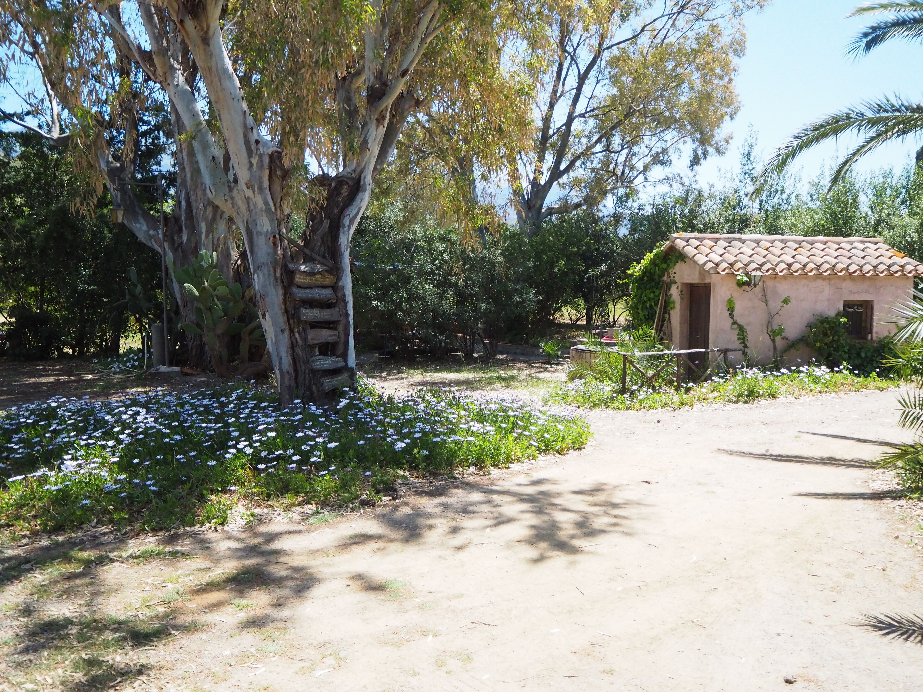 A rustic building with a tiled roof, surrounded by a garden with white flowers and a large tree.