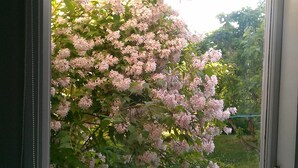 Ett fönster med utsikt över ett blommande träd med rosa blommor.
