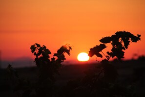 Exterior - Sicily - Typical  holiday villa with swimming pool 6 Pax (Ragusa)