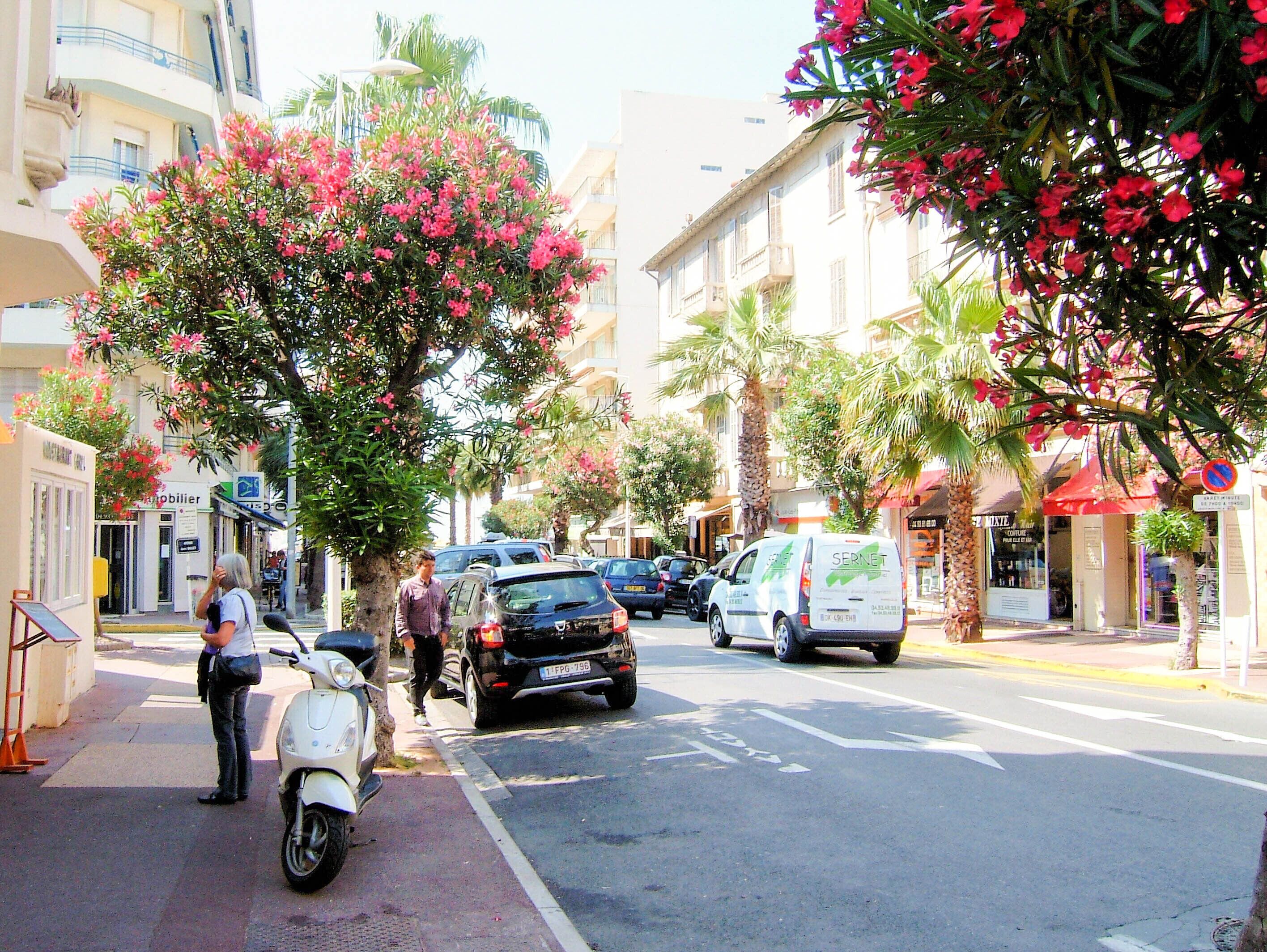 A street with parked vehicles, a pedestrian, and a tree with pink flowers.