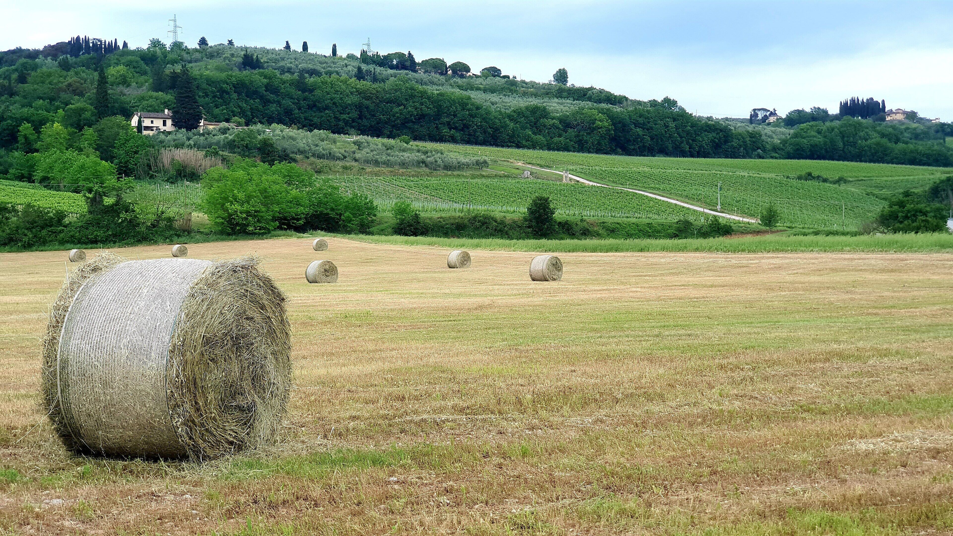 Casale le Lame: CANAIOLO
