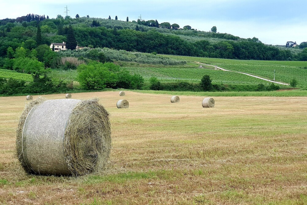 Casale le Lame: CANAIOLO