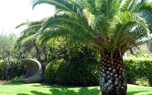 A garden with a palm tree, a curved bench, and dense shrubbery. - Marilena - MARILENA - C/LIDO (Capoliveri)
