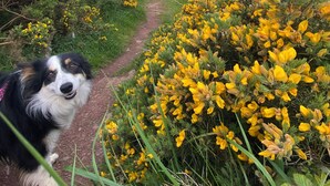 Een hond op een pad, omringd door gele bloemen, met uitzicht op zee en heuvels op de achtergrond.