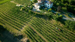 A large house surrounded by vineyard rows, with a road and a small building nearby.