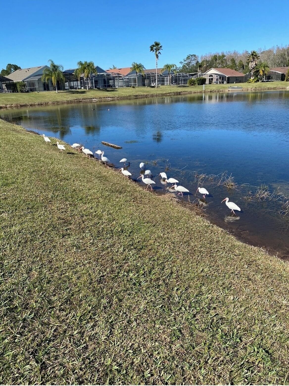 Un plan d’eau bordé d’une rive herbeuse, avec une rangée de maisons en arrière-plan.