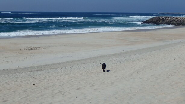 Una playa con un perro caminando sobre la arena, olas rompiendo en la orilla y un cielo despejado.