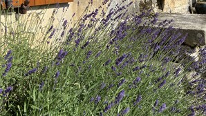 A rustic stone building with wooden shutters, a stone staircase, and lavender plants in the foreground. - Charming, Detached Farmhouse With Private Swimming Pool. (Lizant)