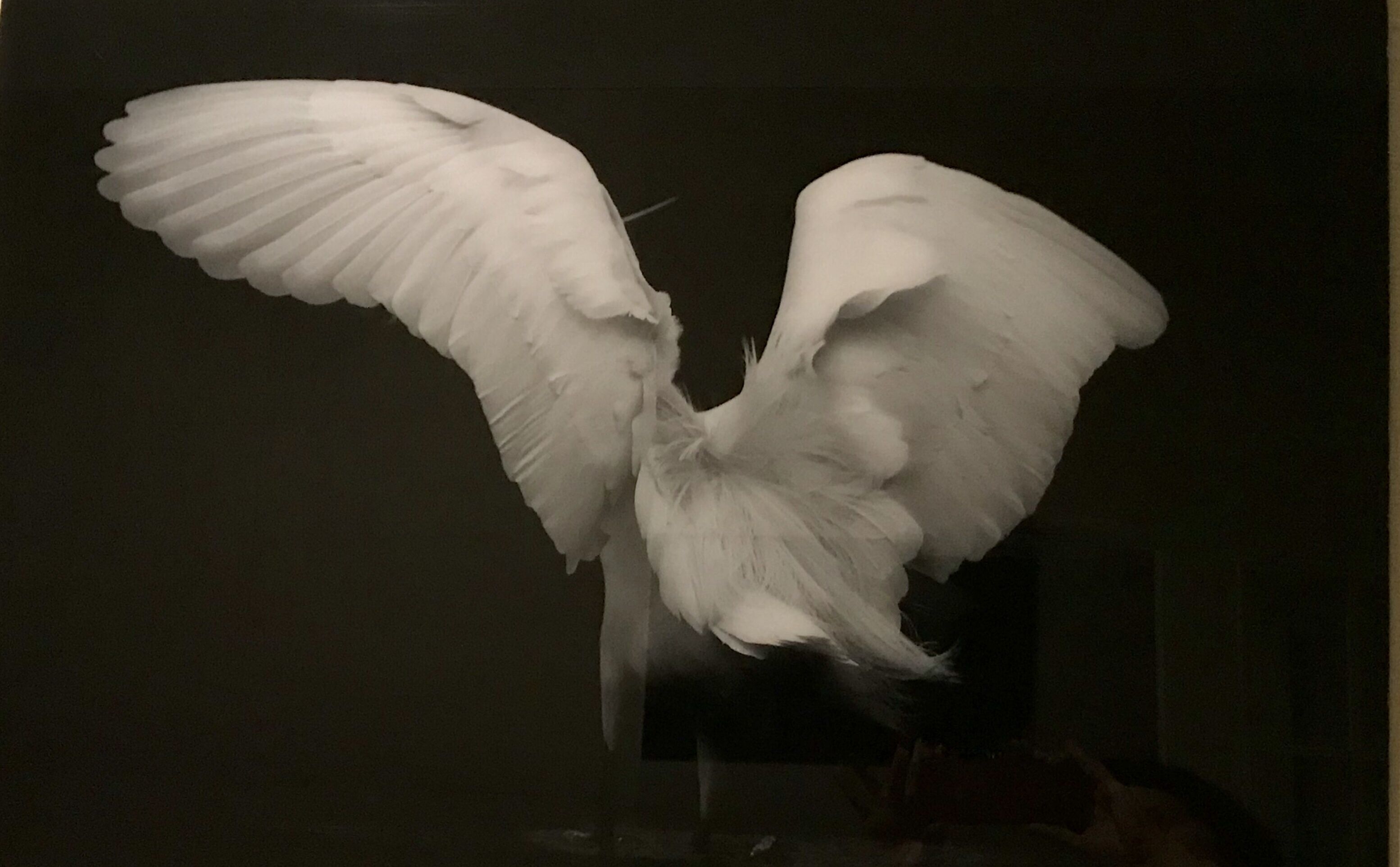 Une paire d’ailes d’ange blanches, exposées dans un décor sombre.