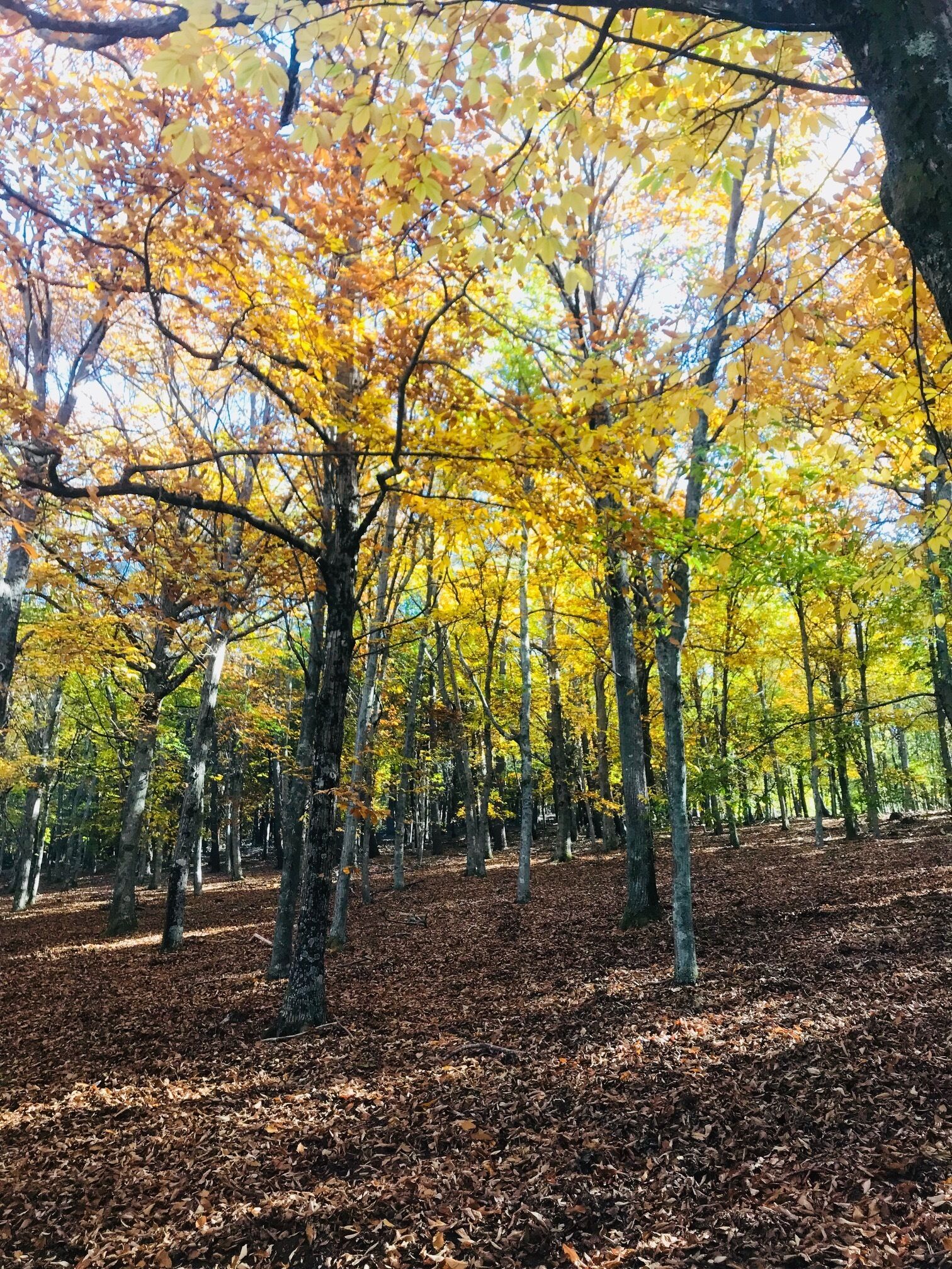 Une forêt où les arbres sont couverts de feuilles jaunes et oranges, signe de l’automne.