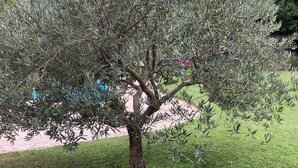 Ein Baum mit einem dicken Stamm und dichtem Blätterwerk in einer grasbewachsenen Fläche.