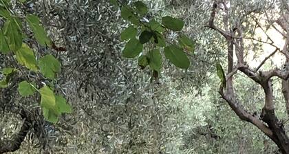 Roncosambaccio: Ferienhaus / Villa - FANO