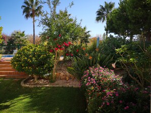 Property grounds - House / Villa - Olhão (Olhão)