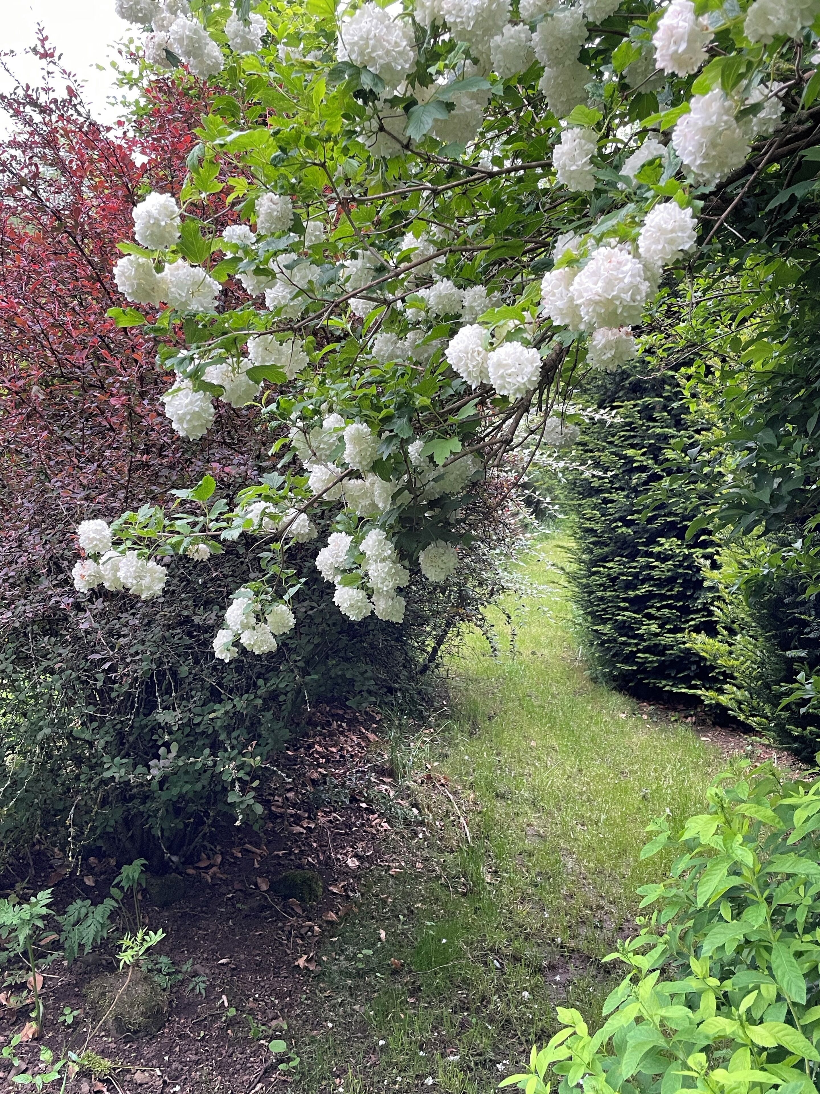 A garden with white flowering bushes, a hedge, and a grassy path.