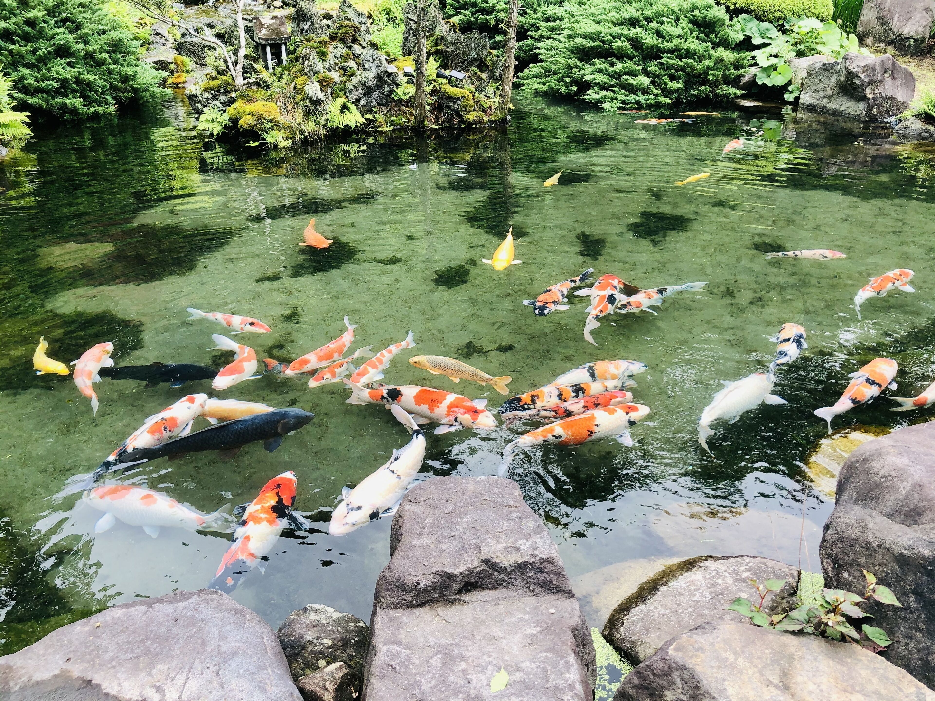 Koi-karppilampi, jossa on monenlaisia kaloja, ja jonka ympärillä on kiviä ja vihreää kasvillisuutta.