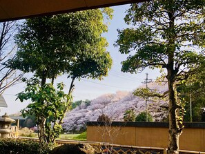 A view of a traditional Japanese garden with a stone lantern, bamboo fence, and cherry blossom trees. - Ryutakuzenji (Takasaki)