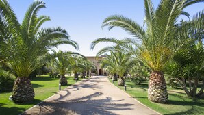 A pathway lined with palm trees leading to a building with a tiled roof.