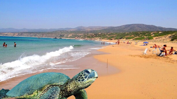 Une plage avec une tortue de mer sur le sable, des personnes dans l’eau et des collines en arrière-plan.